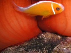 Male Pink Anemonefish Guarding his unhatched "Nemos" , Sa... by Marlo Sarmiento 
